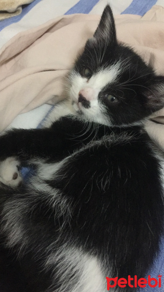 Tuxedo (Smokin) Kedi, Kedi  Mia fotoğrafı