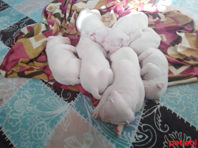 Dogo Arjantin, Köpek  Dogo fotoğrafı