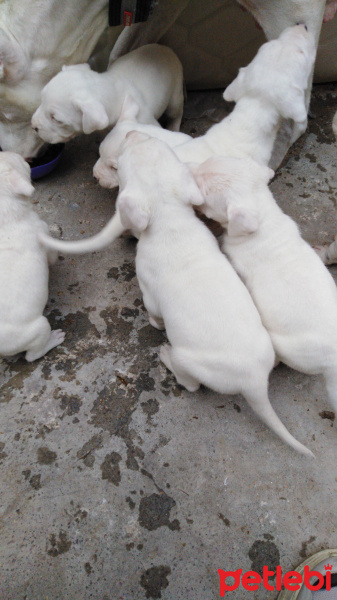 Dogo Arjantin, Köpek  Dogo fotoğrafı