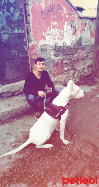 Dogo Arjantin, Köpek  Dogo fotoğrafı