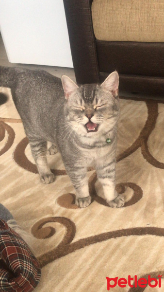 British Shorthair, Kedi  Baron fotoğrafı