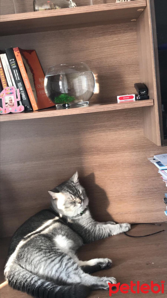 British Shorthair, Kedi  Baron fotoğrafı