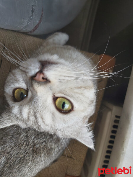 Scottish Fold, Kedi  Miel fotoğrafı