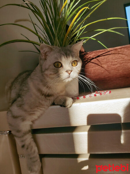 Scottish Fold, Kedi  Miel fotoğrafı