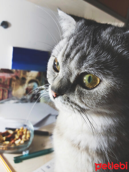 Scottish Fold, Kedi  Miel fotoğrafı