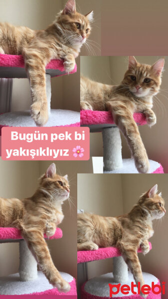 Sarman, Kedi  Limon fotoğrafı