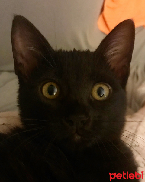 Bombay, Kedi  Pırıl fotoğrafı