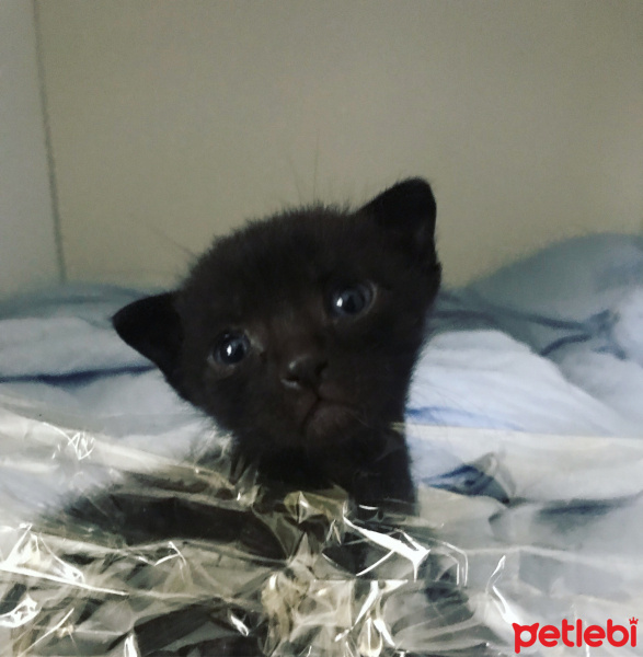Bombay, Kedi  Pırıl fotoğrafı