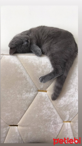 British Shorthair, Kedi  Pofi fotoğrafı