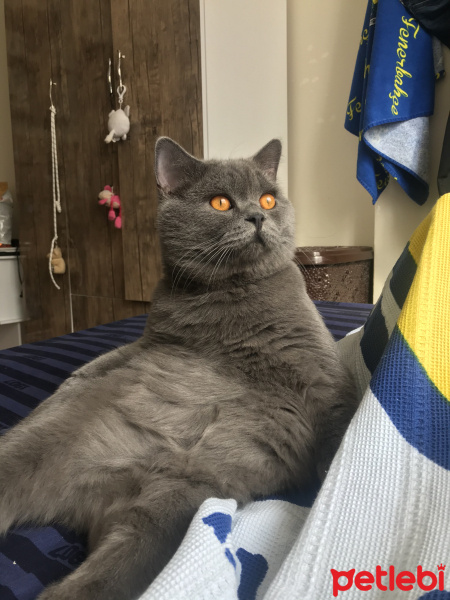 British Shorthair, Kedi  Murphy fotoğrafı