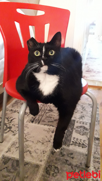 Bombay, Kedi  Haylaz fotoğrafı