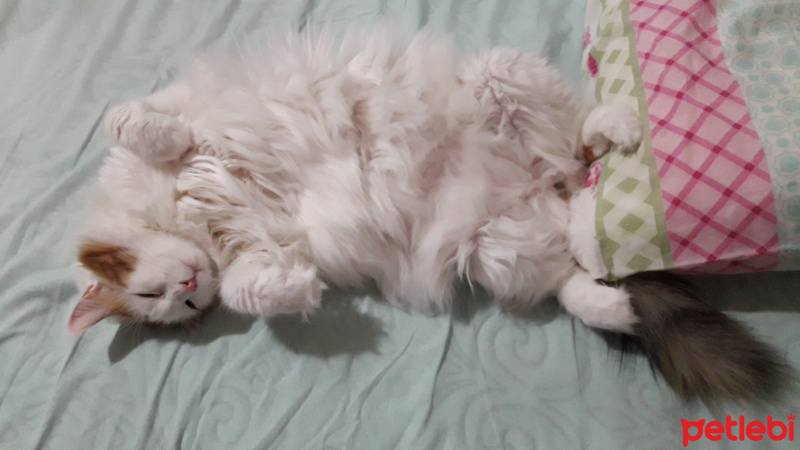 Ragamuffin, Kedi  Sütlaç fotoğrafı