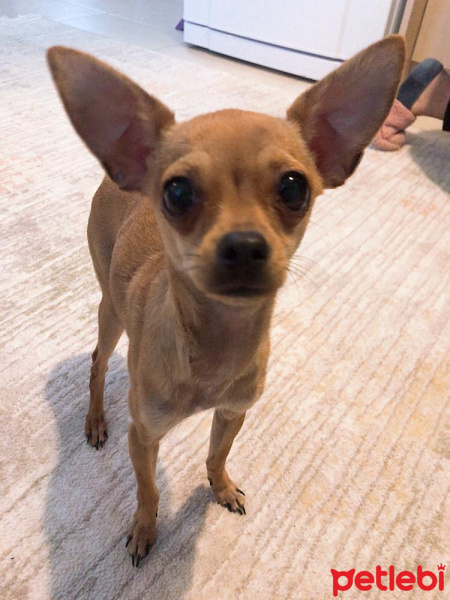 Chihuahua, Köpek  Pinky fotoğrafı
