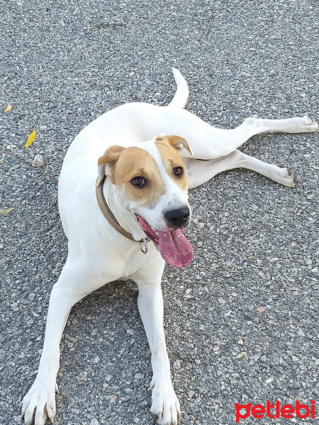 Dogo Arjantin, Köpek  Eva fotoğrafı