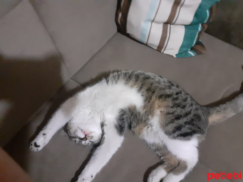 Tekir Kedi, Kedi  Pamuk fotoğrafı