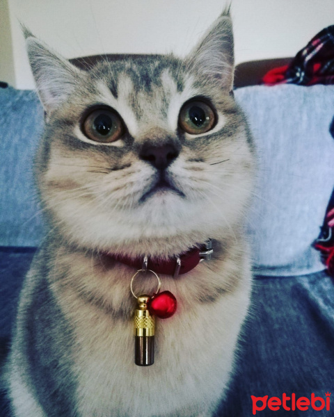 British Shorthair, Kedi  Üzüm fotoğrafı