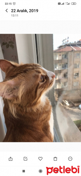 Sarman, Kedi  Bal fotoğrafı