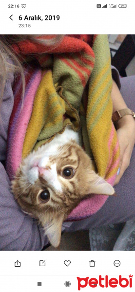 Sarman, Kedi  Bal fotoğrafı