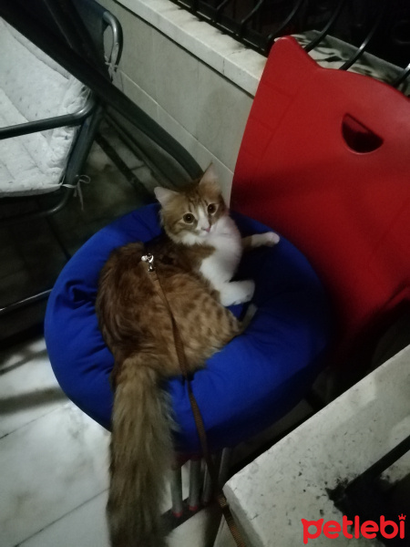 Sarman, Kedi  Bal fotoğrafı
