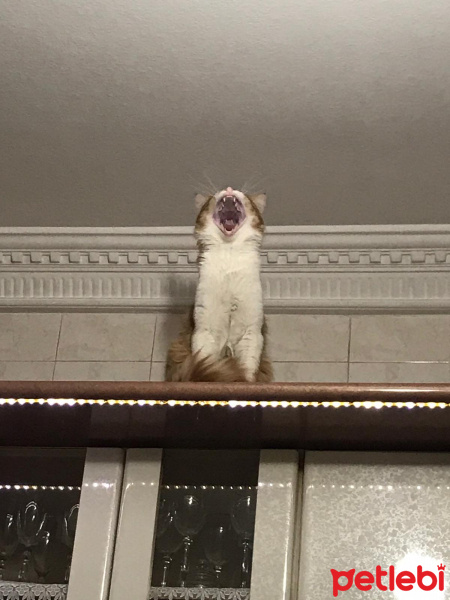 Sarman, Kedi  Bal fotoğrafı