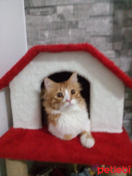 Sarman, Kedi  Bal fotoğrafı