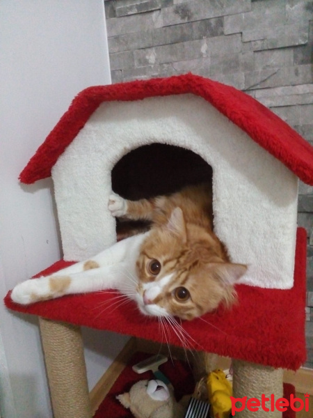 Sarman, Kedi  Bal fotoğrafı