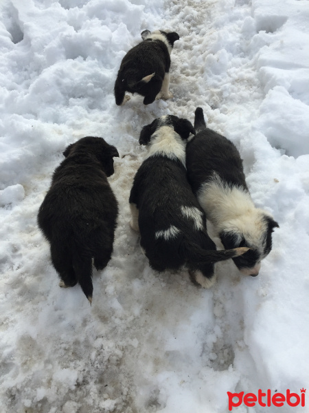 Border Collie, Köpek  Beşiktaş fotoğrafı