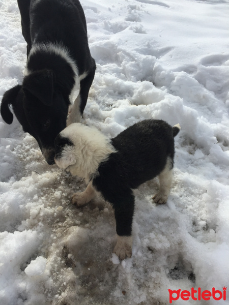 Border Collie, Köpek  Beşiktaş fotoğrafı