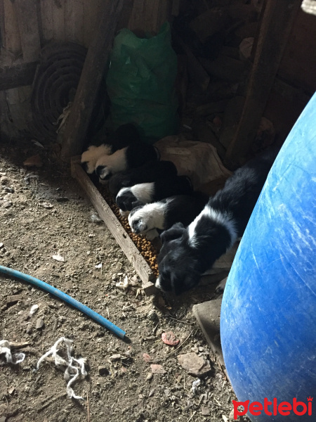 Border Collie, Köpek  Beşiktaş fotoğrafı