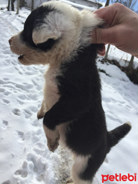 Border Collie, Köpek  Beşiktaş fotoğrafı