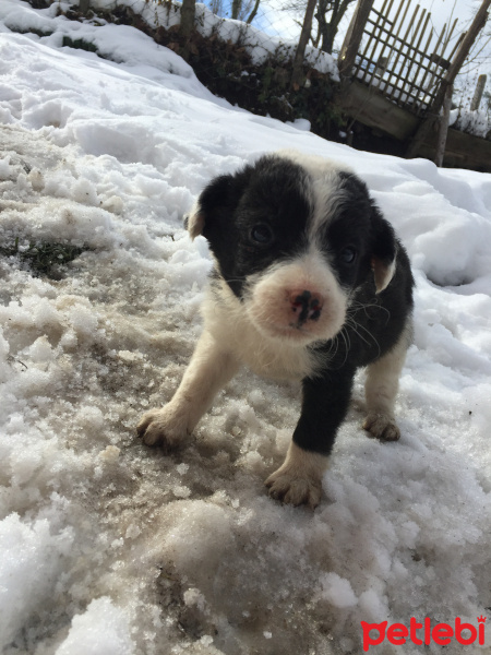 Border Collie, Köpek  Beşiktaş fotoğrafı