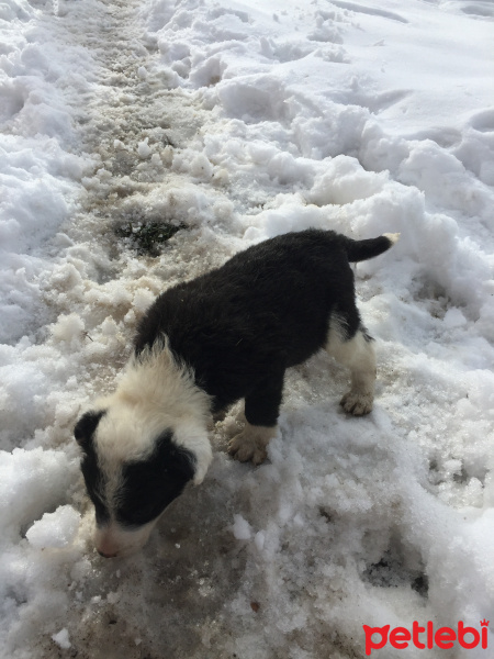 Border Collie, Köpek  Beşiktaş fotoğrafı