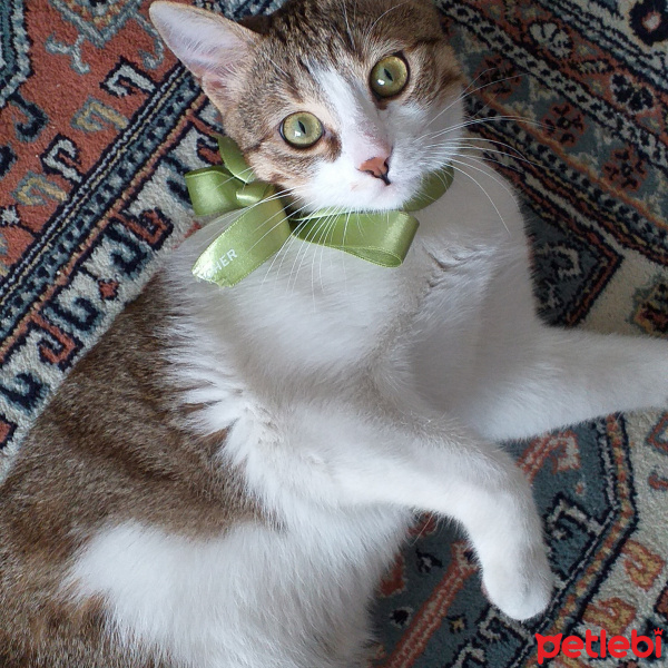 Tekir Kedi, Kedi  sansli fotoğrafı