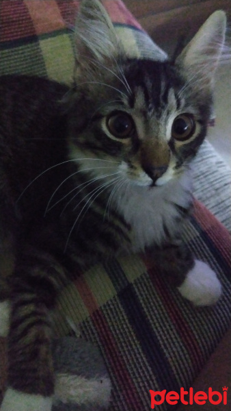Tekir Kedi, Kedi  Pierre fotoğrafı