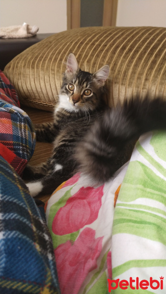 Tekir Kedi, Kedi  Pierre fotoğrafı