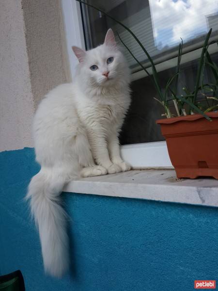 Ankara Kedisi, Kedi  mocha fotoğrafı