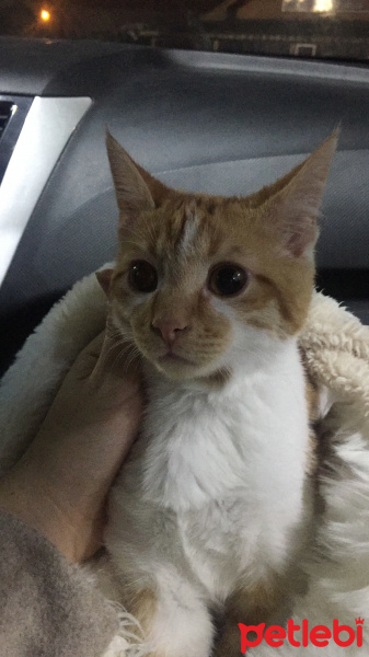 Sarman, Kedi  simb fotoğrafı