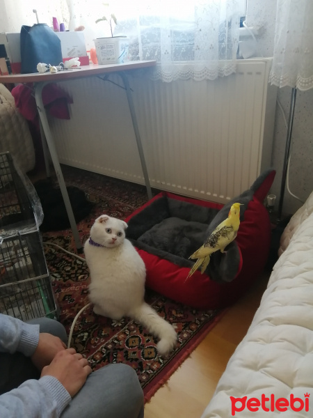 Scottish Fold, Kedi  Ares fotoğrafı
