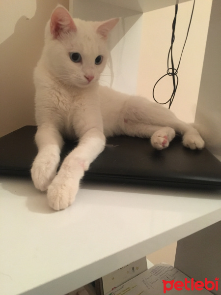 Van Kedisi, Kedi  Pamuk fotoğrafı