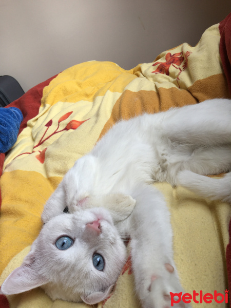 Van Kedisi, Kedi  Pamuk fotoğrafı