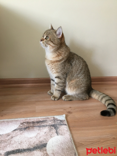 British Shorthair, Kedi  Merlin fotoğrafı