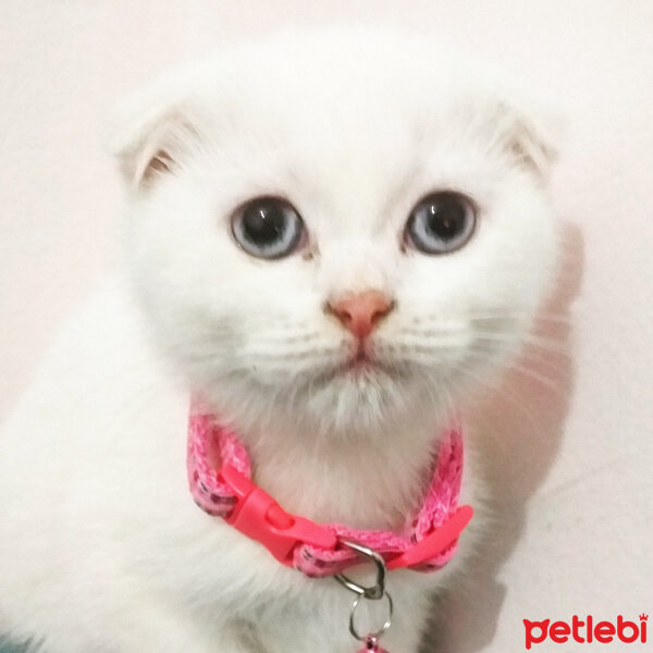 Scottish Fold, Kedi  Balım fotoğrafı