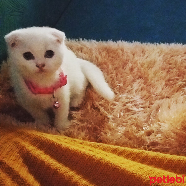 Scottish Fold, Kedi  Balım fotoğrafı