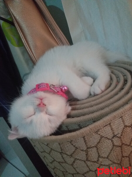 Scottish Fold, Kedi  Balım fotoğrafı