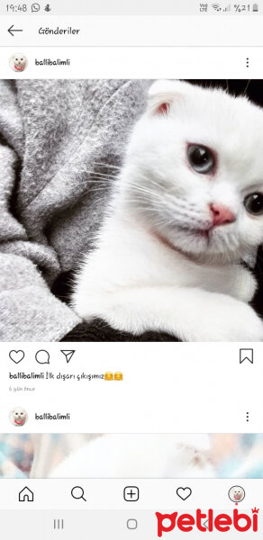 Scottish Fold, Kedi  Balım fotoğrafı