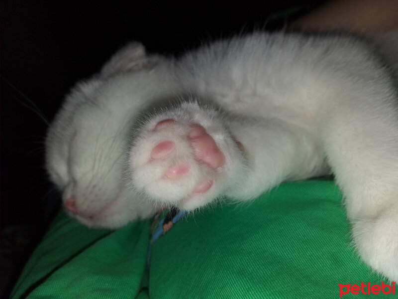 Scottish Fold, Kedi  Balım fotoğrafı