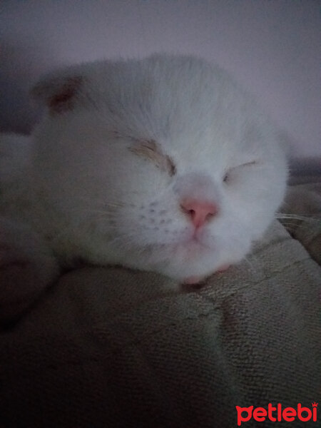 Scottish Fold, Kedi  Balım fotoğrafı