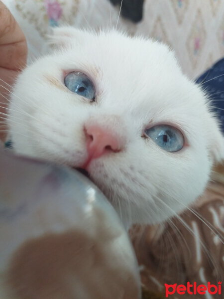 Scottish Fold, Kedi  Balım fotoğrafı