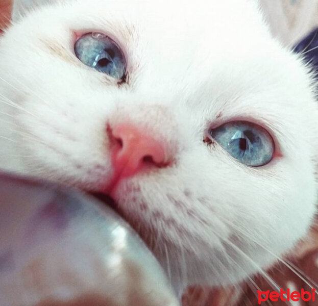 Scottish Fold, Kedi  Balım fotoğrafı