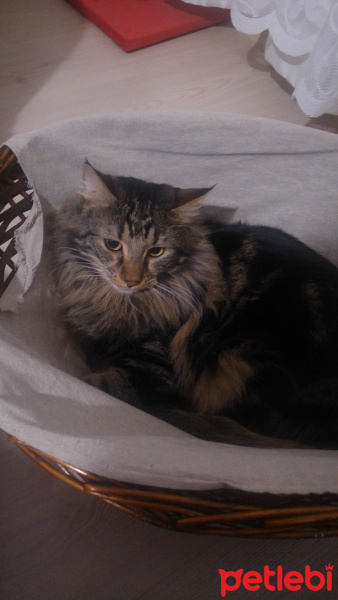 Tekir Kedi, Kedi  Loki fotoğrafı